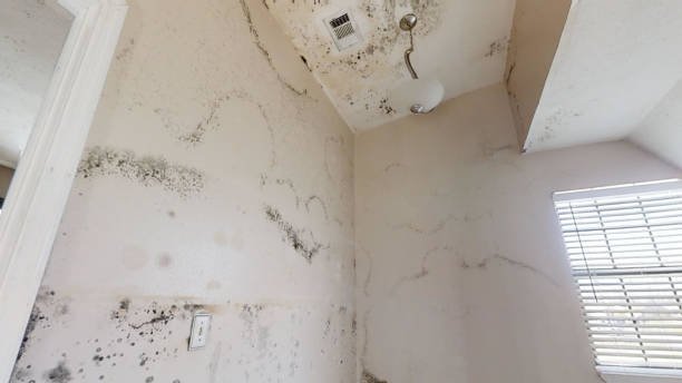 Best Airborne Mold Testing  in Grantley, PA