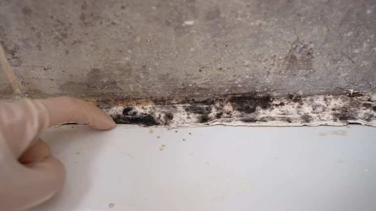 Best Mold Remediation for Rental Properties  in Grantley, PA
